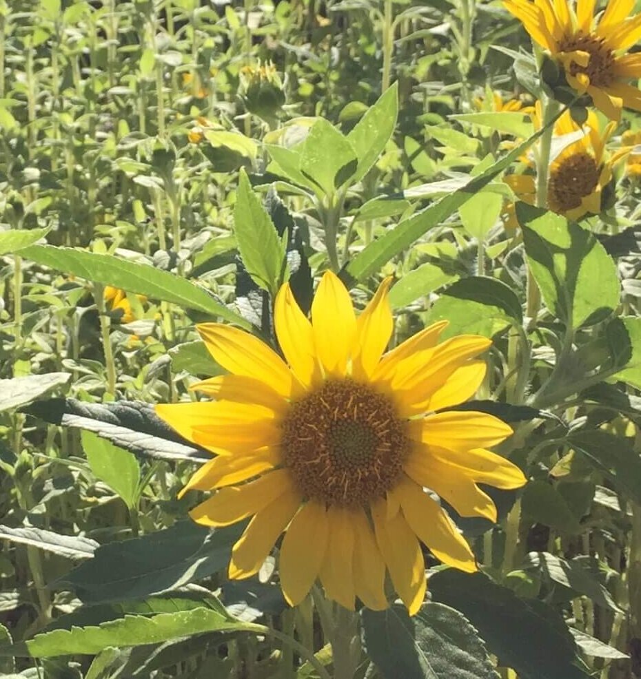 Sonnenblume